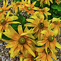 Yellow in Bloom