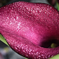 Captivating Calla Lily
