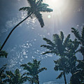 Tropical Spotlight